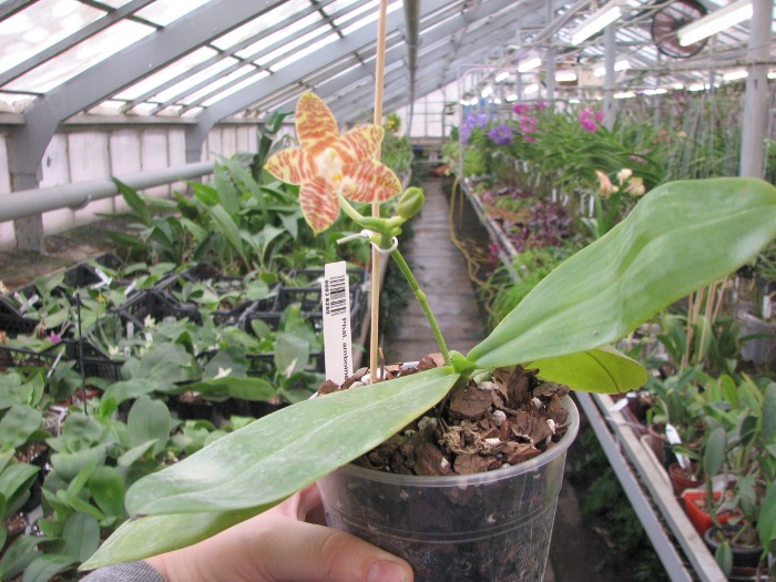 Phalaenopsis amboinensis var. flavida.JPG