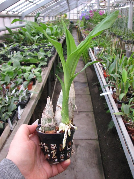Catasetum pileatum hybrid.JPG