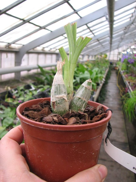 Clowesia dodsoniana.JPG