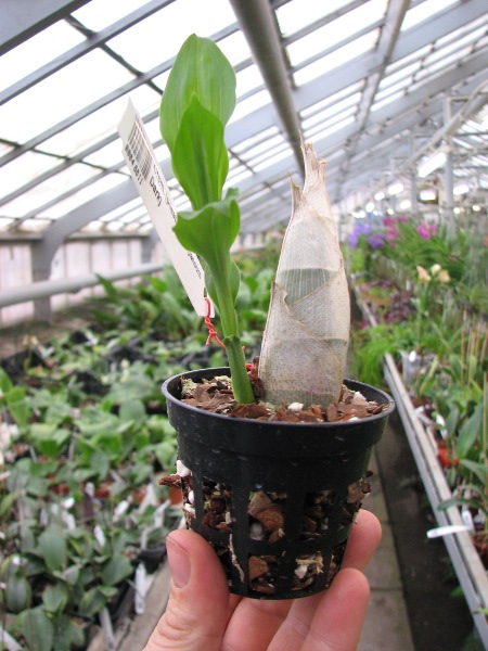 Catasetum (pileatum x Durval Ferreira).JPG
