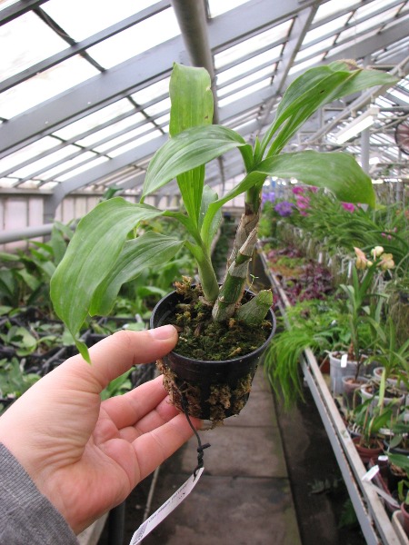 Catasetum pileatum 'Oro Verde'.JPG