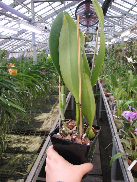 Brassolaeliocattleya Chia Lin 'Chang Tai' x Brassolaeliocattleya Pamela Finney 'Big Bull'1.JPG
