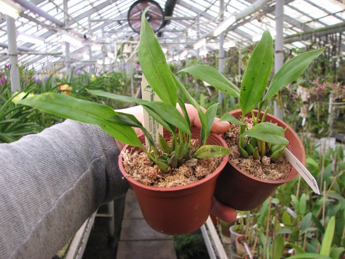 Dendrochilum uncatum.JPG
