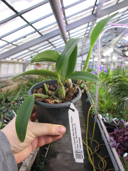 Laeliocattleya Cariad's Mini-Quinee 'Angel Kiss' (Lc. Mini Purple x C. intermedia).JPG