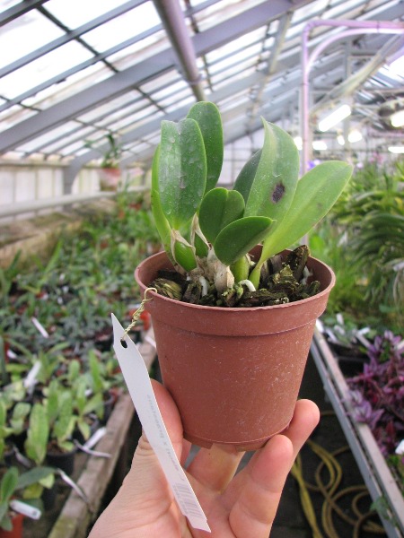 Laelia alaori x praestans.JPG