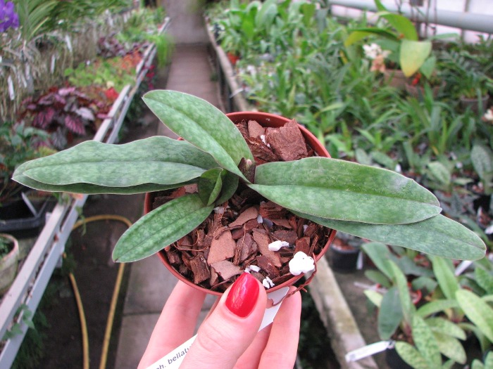 Paphiopedilum bellatulum x spicerianum.JPG