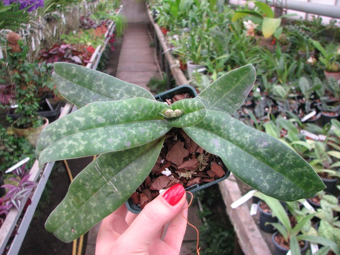Paphiopedilum concolor.JPG