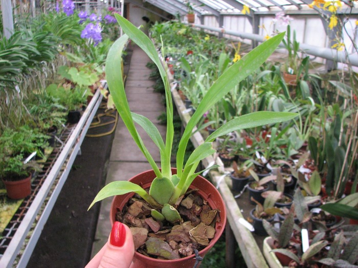 Oncidium Twinkle 'Fragrance Fantasy'.JPG