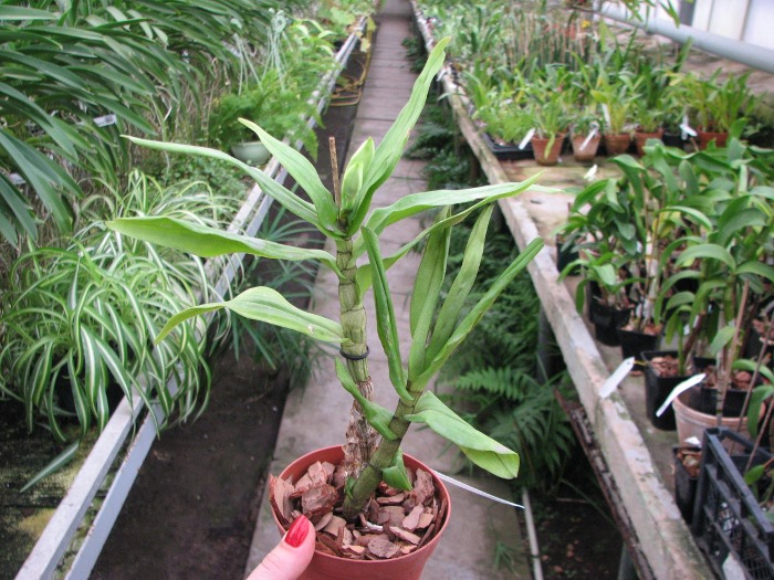 Dendrobium formosum.JPG