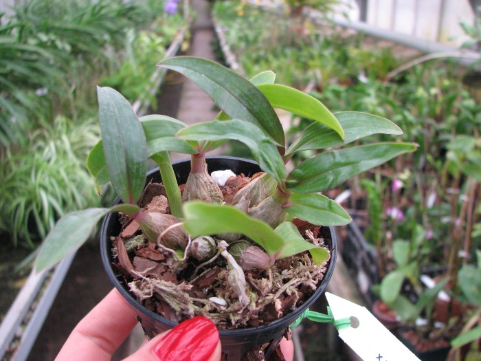 Dendrobium Hibiki (laevifolium x bracteosum).JPG