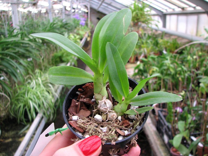 Dendrobium peguanum.JPG