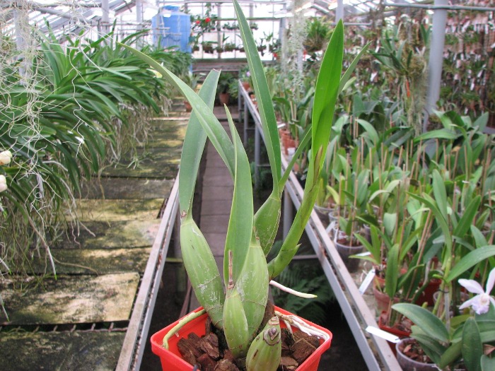 Laelia gouldiana.JPG