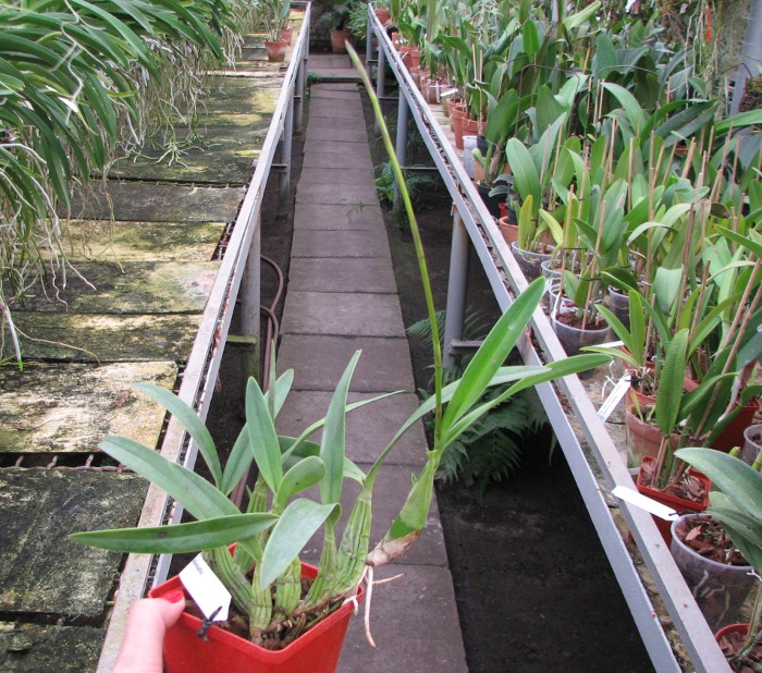 Laelia autumnallis.JPG