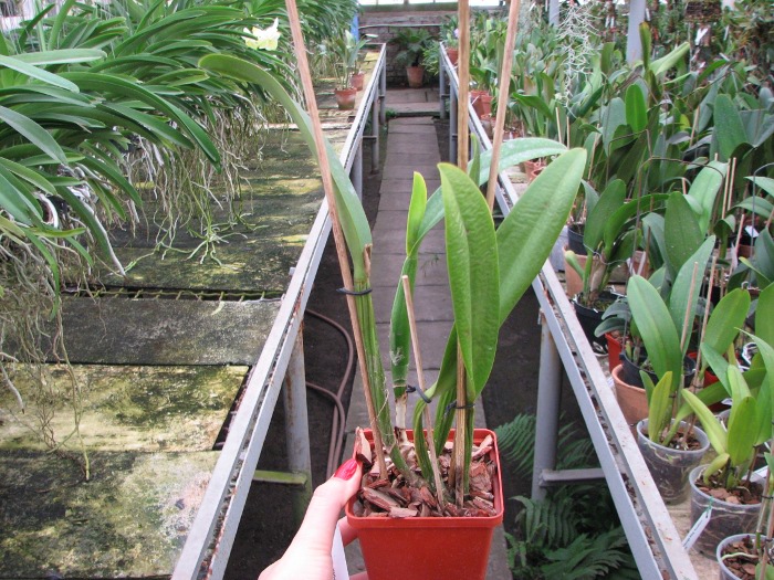 Brassocattleya Chief Pink 'Diana'.JPG