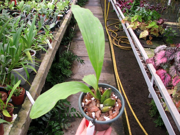 Lycaste deppei.JPG