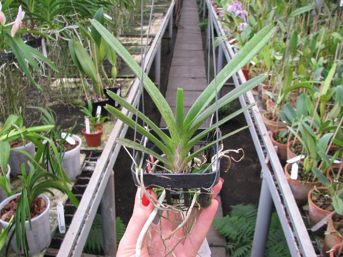 Ascocentrum ampullaceum.JPG