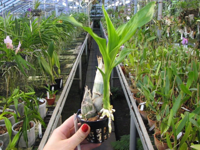 Catasetum (pileatum x expansum Dark).JPG