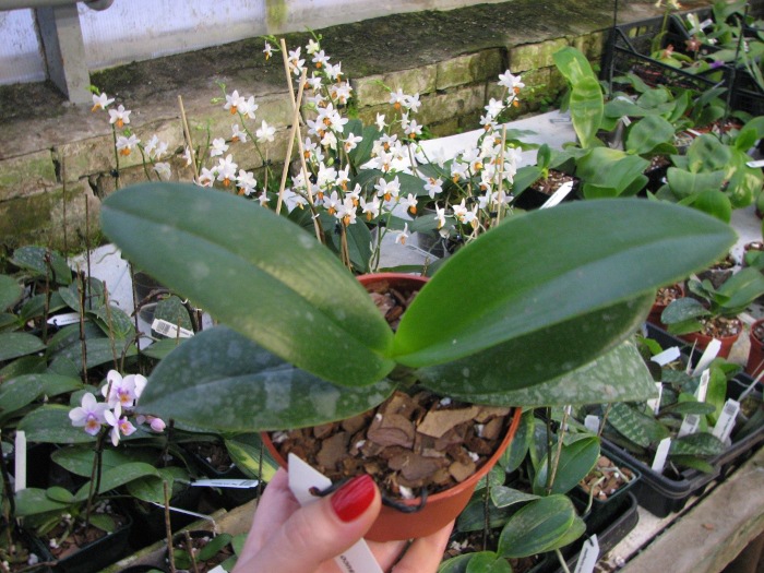 Doritaenopsis Taisuco Micky.JPG