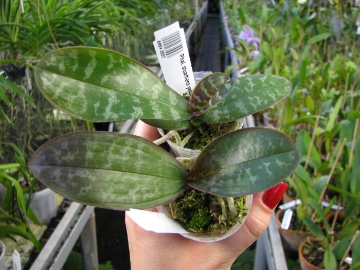 Phalaenopsis stuartiana yellow x sib.JPG