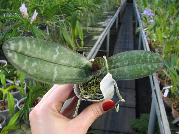 Phalaenopsis stuartiana (green x yellow).JPG