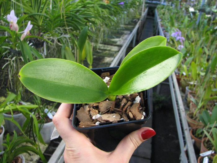Phalaenopsis Natasha 'Aiko'.JPG