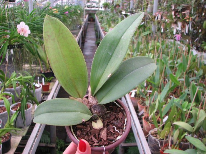 Oncidium papilio.JPG