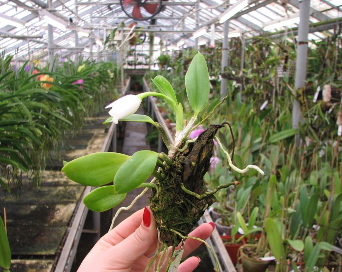 Laelia alaori alba 'Snow Flakes' x Laelia alaori alba 'SC'.JPG