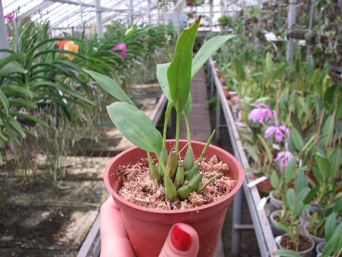 Dendrochilum uncatum.JPG