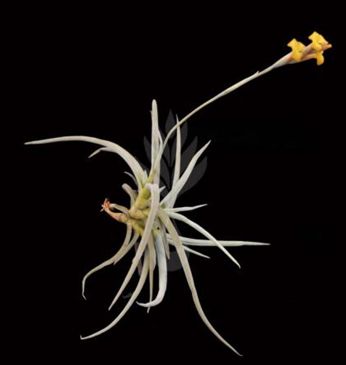Tillandsia caliginosa .jpeg