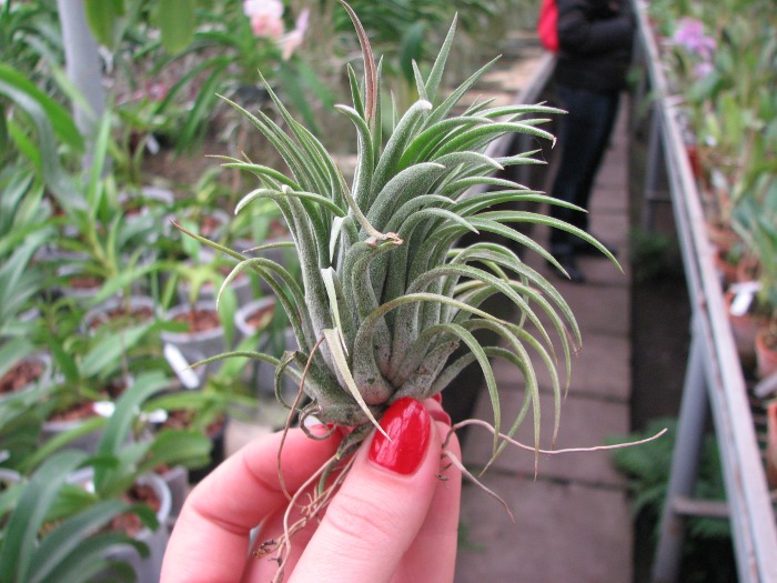 Tillandsia ionantha 'Tall Velvet'.JPG