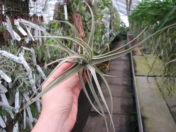 Tillandsia Peru Inca Gold.JPG