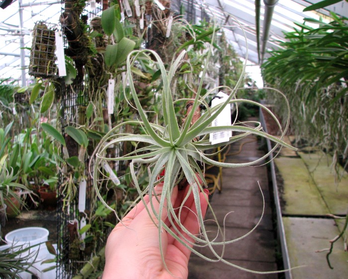 Tillandsia straminea.JPG