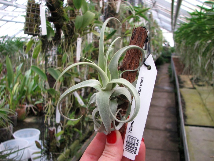Tillandsia streptocarpa mini.JPG