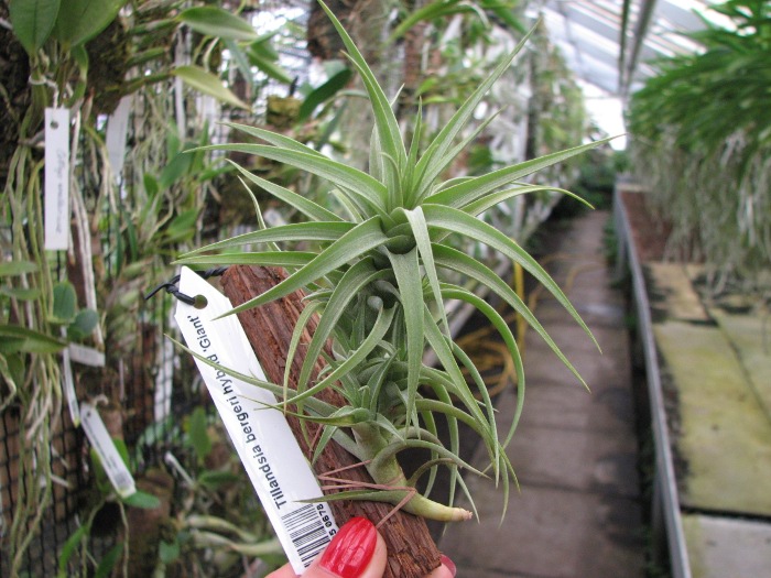Tillandsia bergeri hybrid 'Giant'.JPG