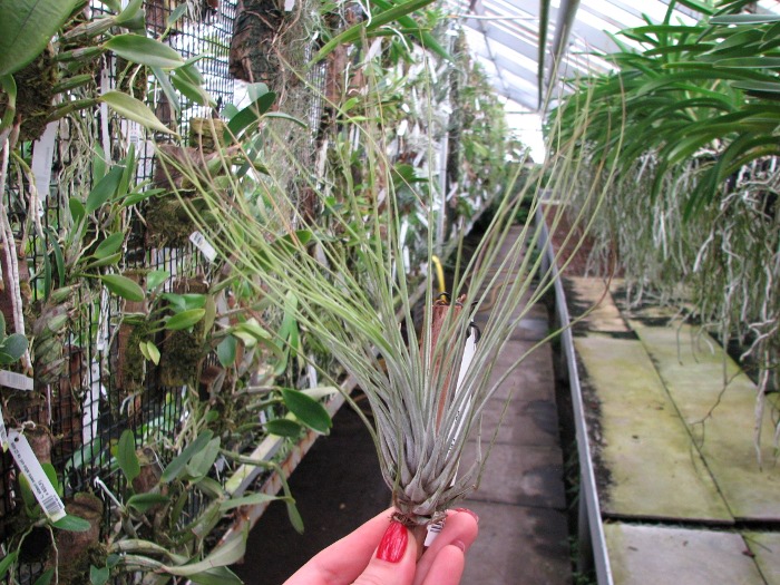 Tillandsia juncea.JPG
