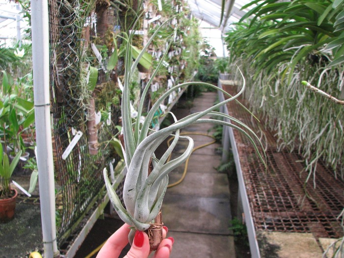 Tillandsia paucifolia Guatemala.JPG