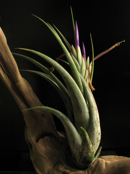 Tillandsia paucifolia Guatemala .jpg