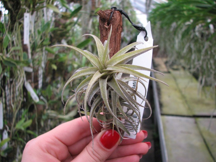 Tillandsia latifolia.JPG
