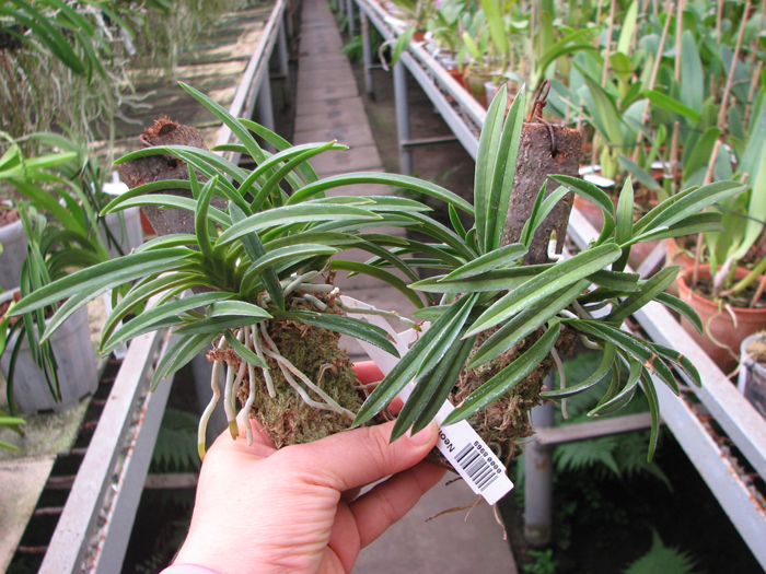 Neofinetia falcata.jpg