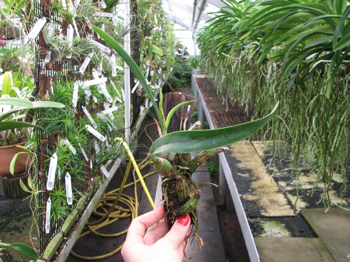 Laelia albida.JPG