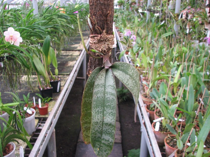 Phalaenopsis stuartiana.JPG