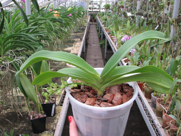 Rhynchostylis gigantea white.JPG