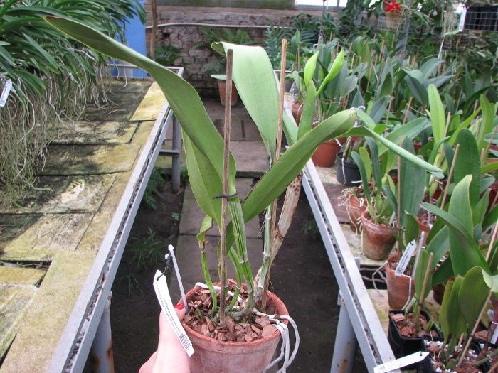 Laeliocattleya Hsinying Pub 'Albo Sanguinea' (purpurata x Batagesi).JPG