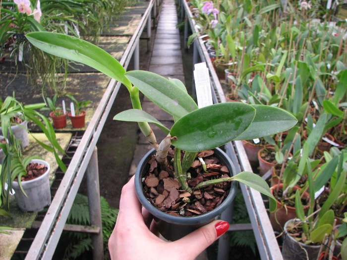 Laeliocattleya Cariad's Mini-Quinee 'Angel Kiss' (Lc. Mini Purple x C. intermedia).JPG