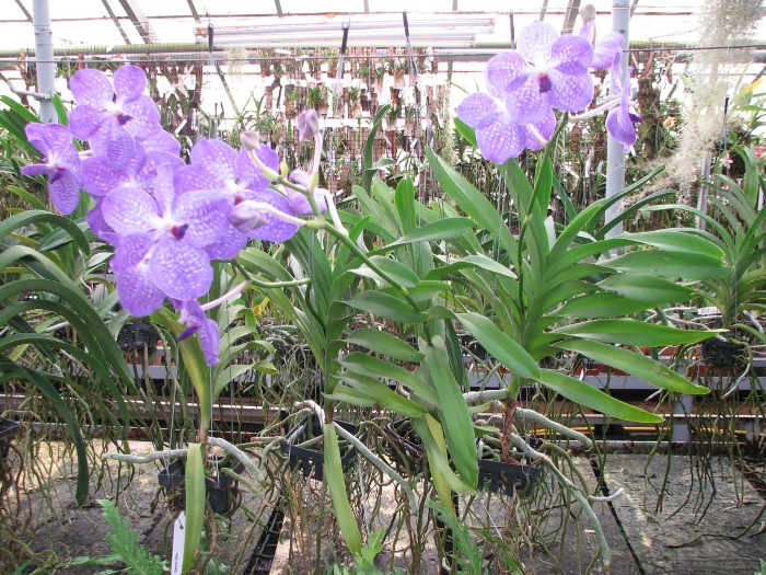Vanda Sansai Blue.JPG