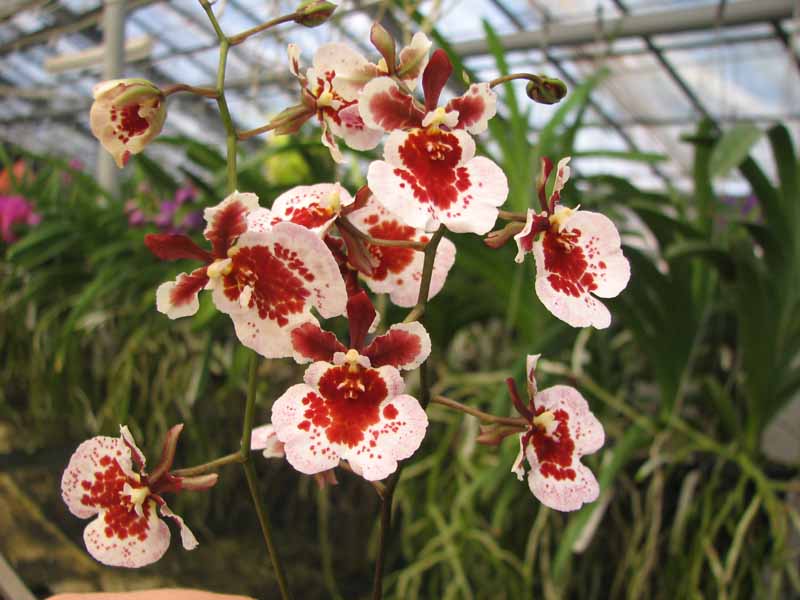 Tolumnia hybrid.jpg