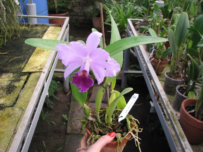 Laeliocattleya Sierra Skies 'Leone'.JPG