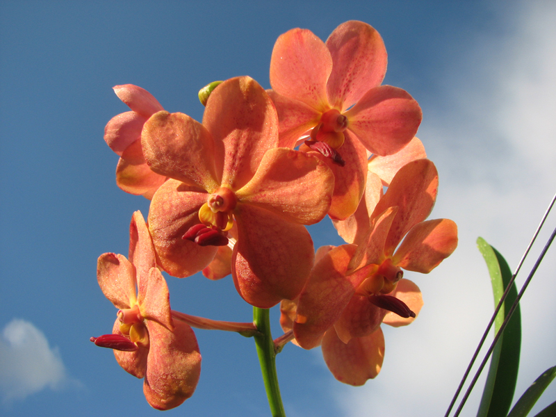 Vanda sanderiana x Ascocenda Vilas.jpg