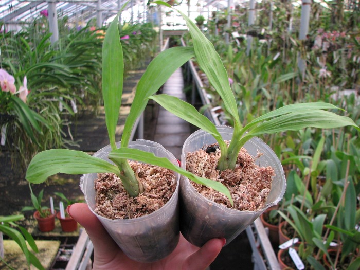 Catasetum Susan Fuchs 'Sun Face'.JPG