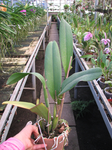 Brassolaeliocattleya Chinese Beauty 'Fire Phoenix'.jpg